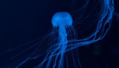 Types of Jellyfish in Florida Waters