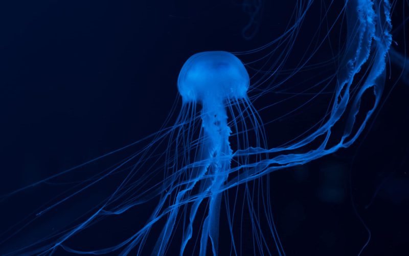 10 Types of Jellyfish in Florida Waters