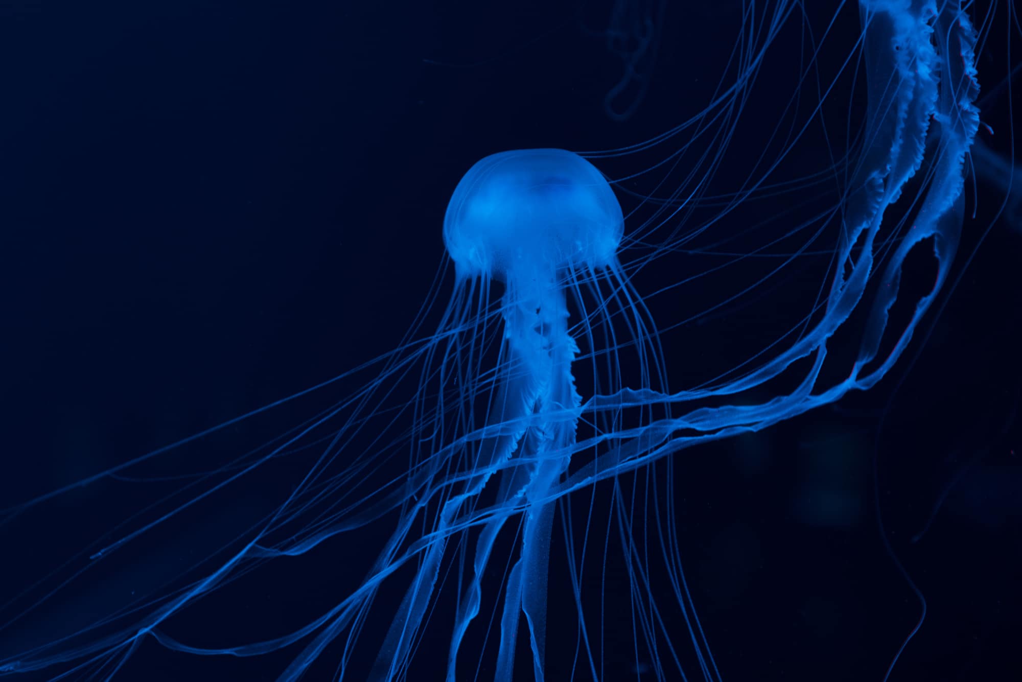 10 Types of Jellyfish in Florida Waters