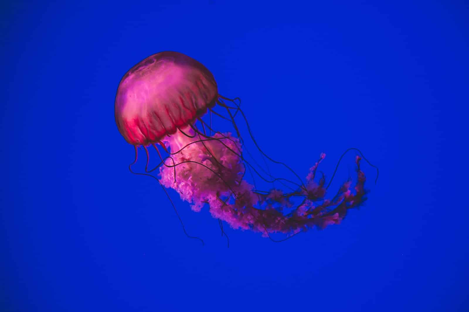 8 Different Types of Jellyfish in Texas (With Pictures)