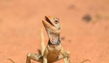 Types of Lizards in South Africa