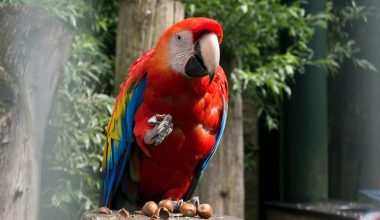 Types of Macaws in Costa Rica