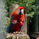 Types of Macaws in Costa Rica
