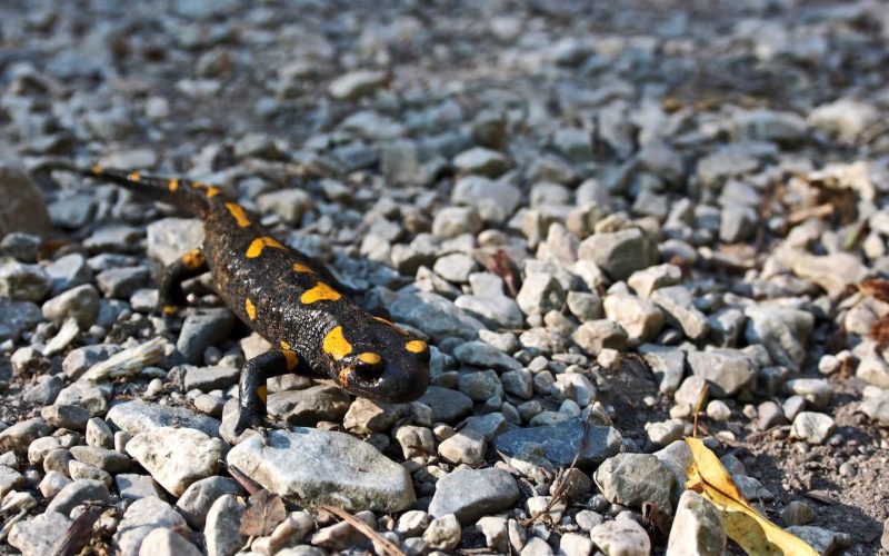 Types of Salamanders in Alabama