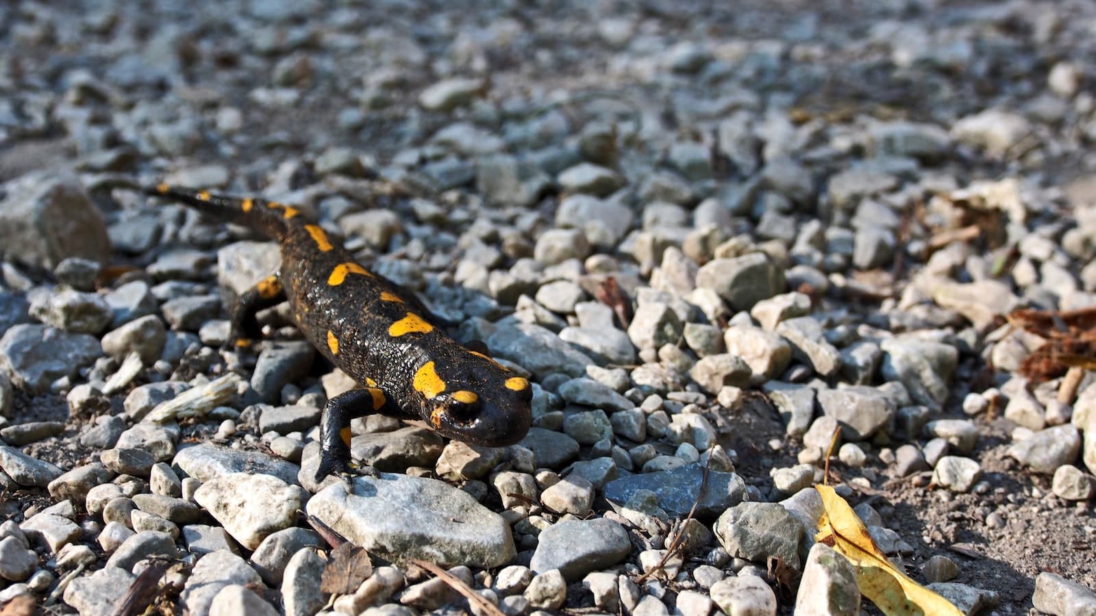 Types of Salamanders in Alabama