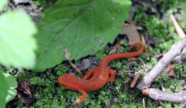 Types of Salamanders in Canada