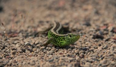 Types of Salamanders in Ohio