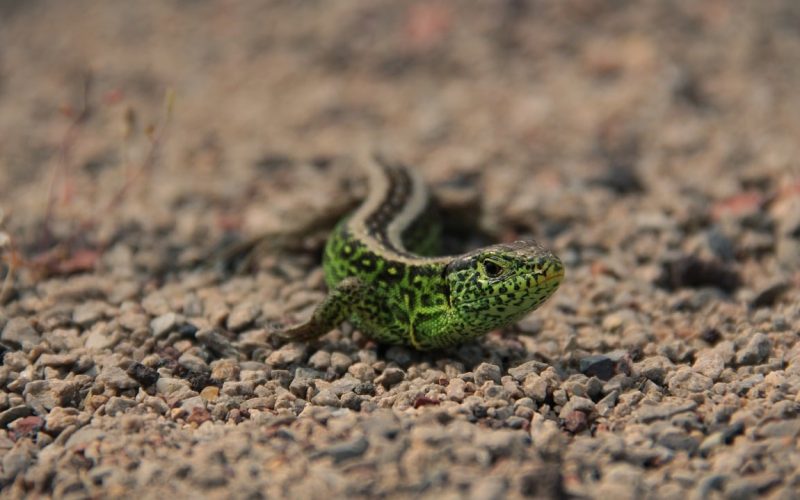 Types of Salamanders in Ohio