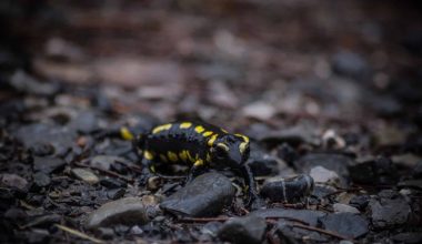 Types of Salamanders in Texas