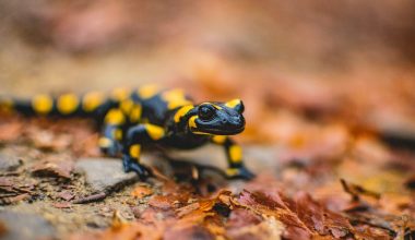 Types of Salamanders to Keep as Pets