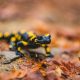 Types of Salamanders to Keep as Pets