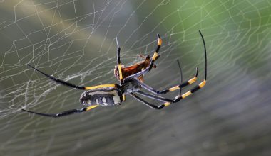 Types of Spiders in California