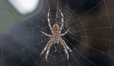 Types of Spiders in Kansas