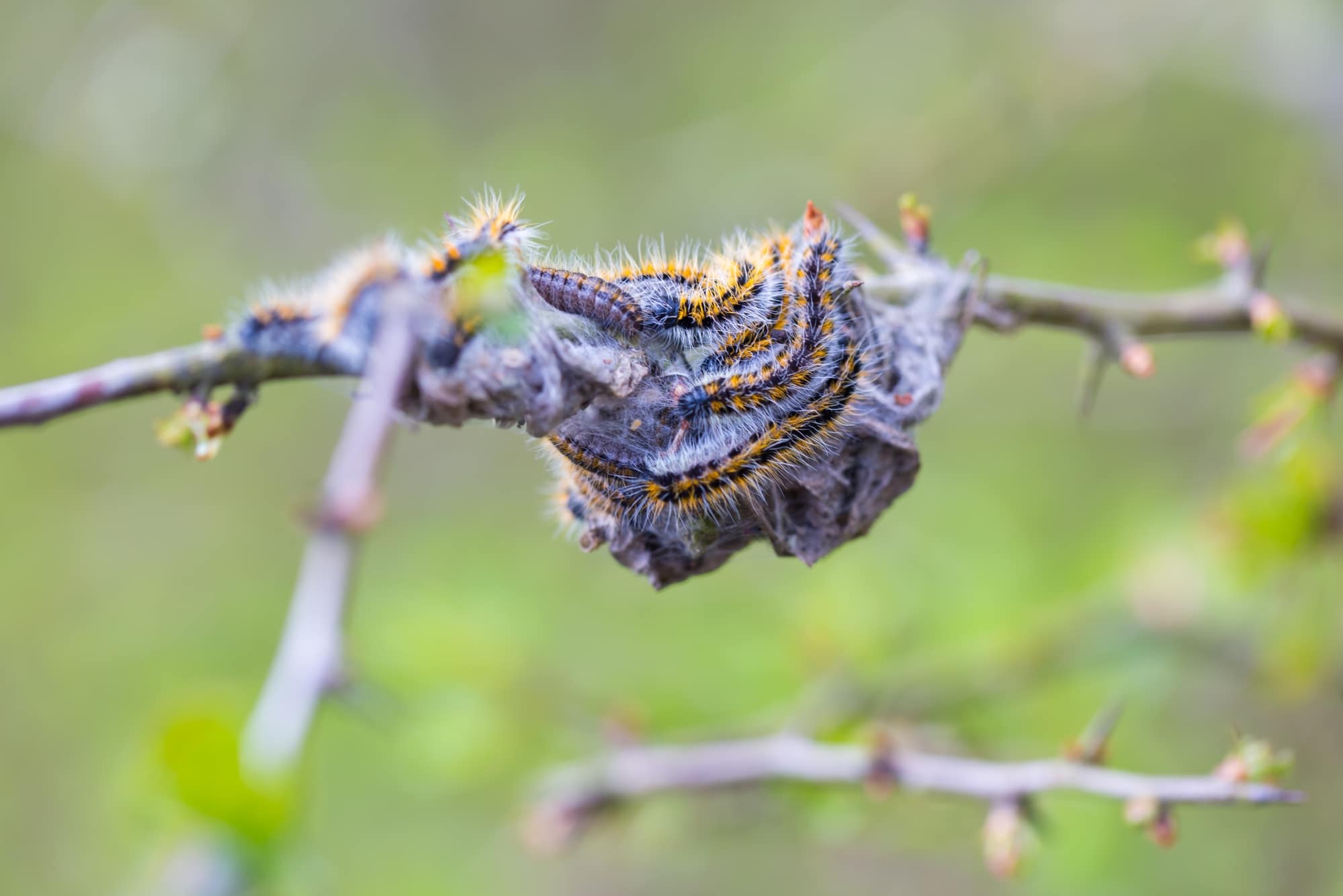 14-different-types-of-white-caterpillars