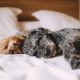 Why do dogs sleep so much