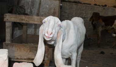 Anglo-Nubian Goat