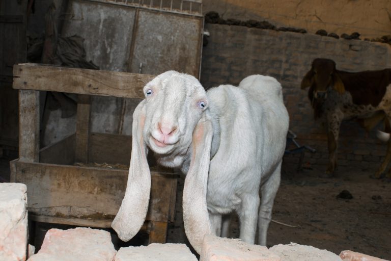 Anglo-Nubian Goat: Goat Breed Profile and Information