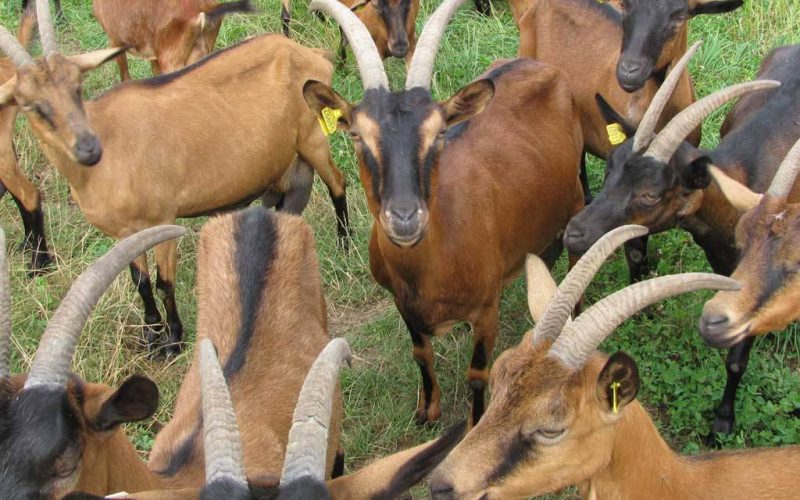 Chamois colored Goat
