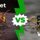 Difference Between Wasps and Hornets