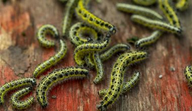 Different Types of Caterpillars in Ohio