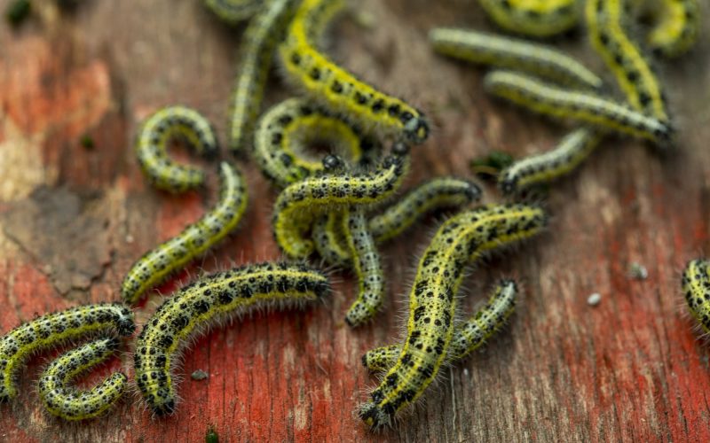 Different Types of Caterpillars in Ohio