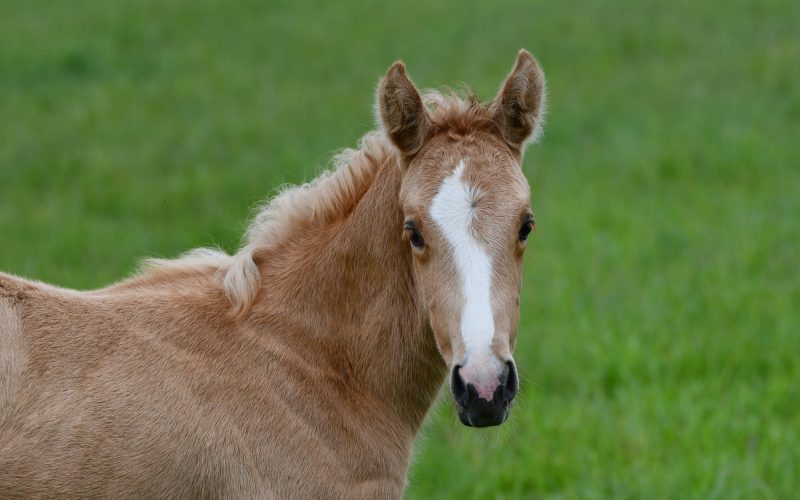 Facts About Palomino Horses