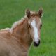 Facts About Palomino Horses