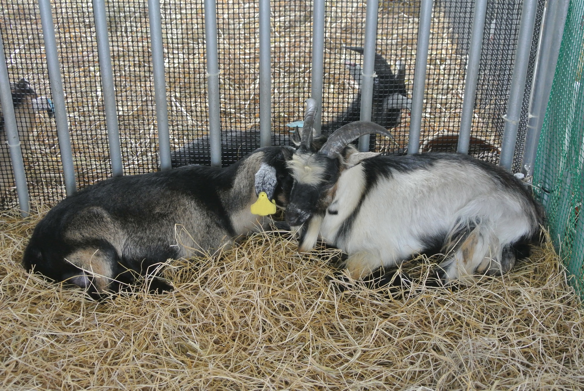 15 Goat Breeds to Keep as Pet