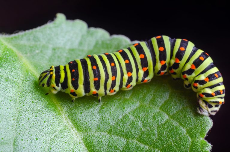 19 Green Types of Caterpillars