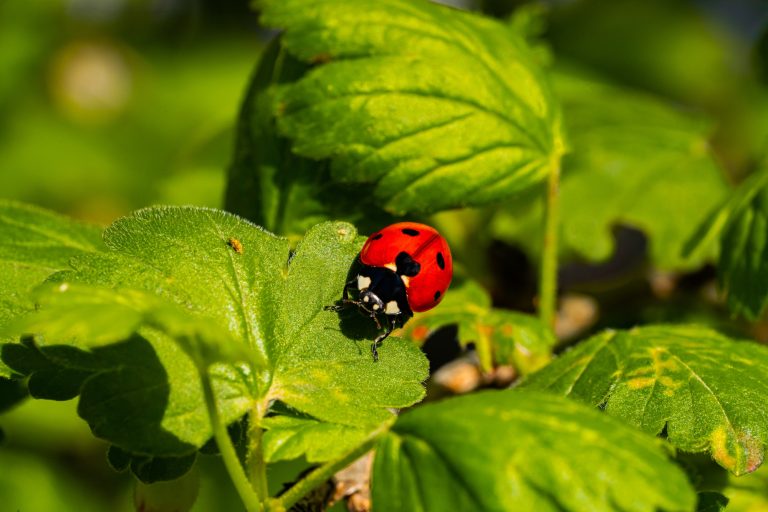 How Many Kinds Of Ladybugs Are There