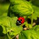 How Many Types of Ladybugs Are There