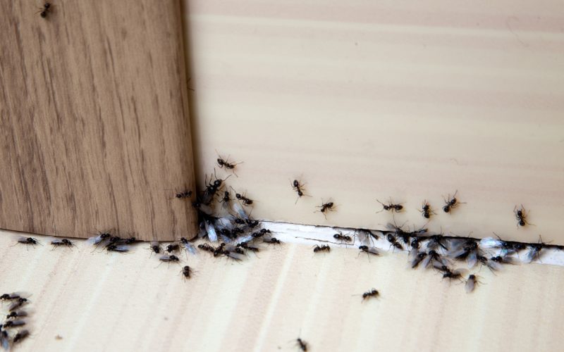 Most Common Types of Ants