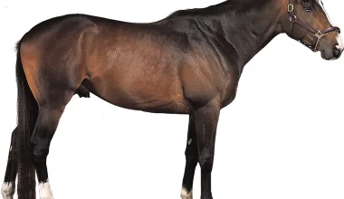 Thoroughbred Horse