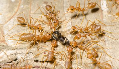 Types Of Ants In South Carolina