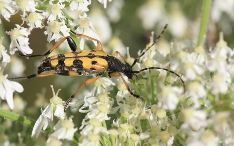 Types Of Beetles In Missouri