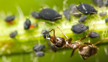 Types of Ants In Louisiana