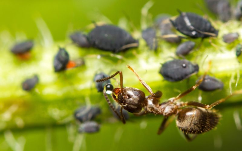 Types of Ants In Louisiana