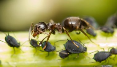 Types of Ants in Arizona