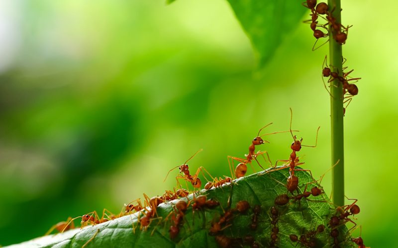 15 Different Types of Ants in Florida