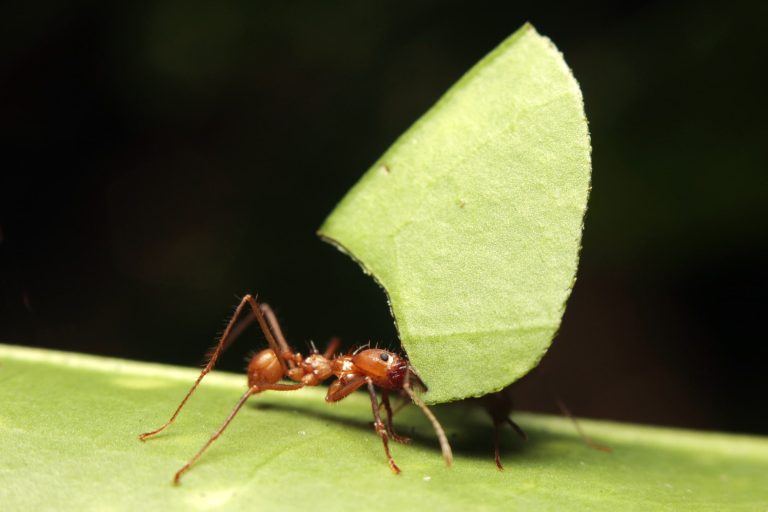 38 Different Types of Ants in Hawaii