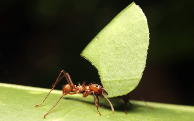 Types of Ants in Hawaii