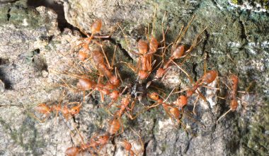 Types of Ants in Kansas