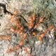 Types of Ants in Kansas