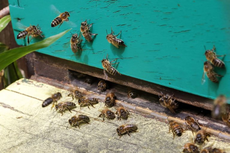 15 Types of Bees in Colorado