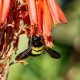 Types of Bees in Kentucky