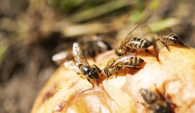 Types of Bees in Utah