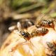 Types of Bees in Utah