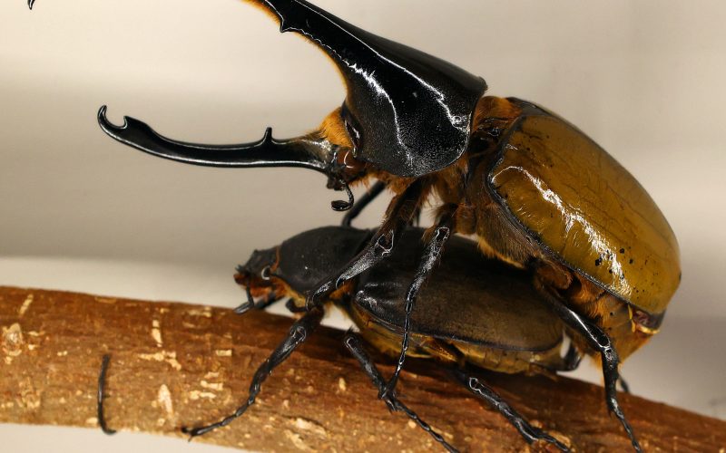 Types of Beetles in Kansas