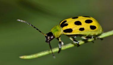 Types of Beetles in Louisiana