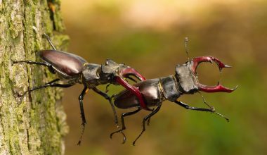 Types of Beetles in Massachusetts